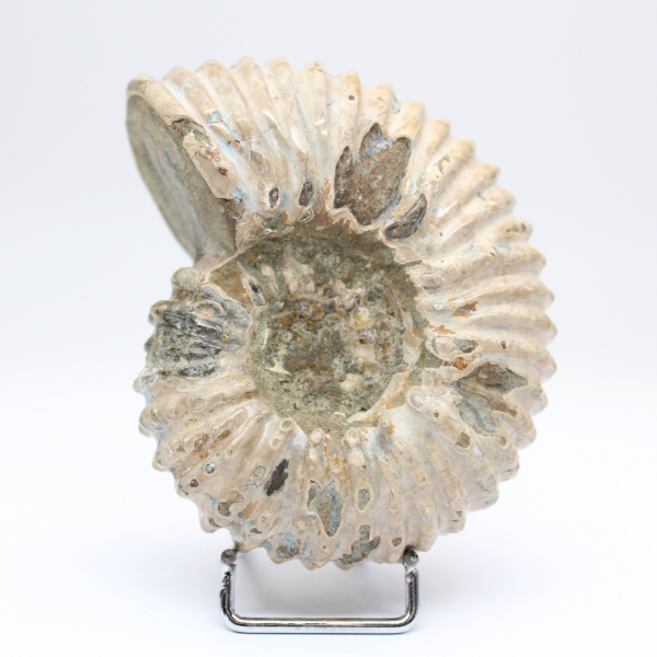 Ammonite Douvilleiceras inaequinodum