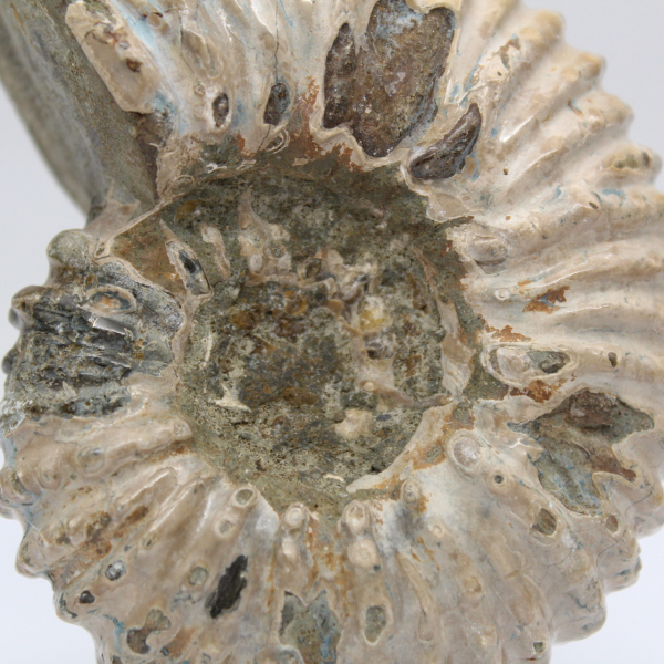 Ammonite Douvilleiceras inaequinodum