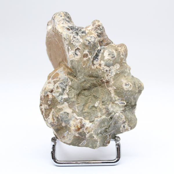 Ammonite Douvilleiceras inaequinodum