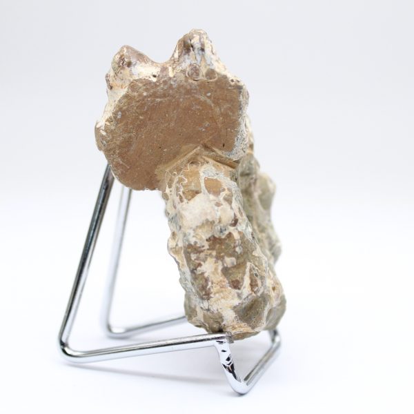 Ammonite Douvilleiceras inaequinodum
