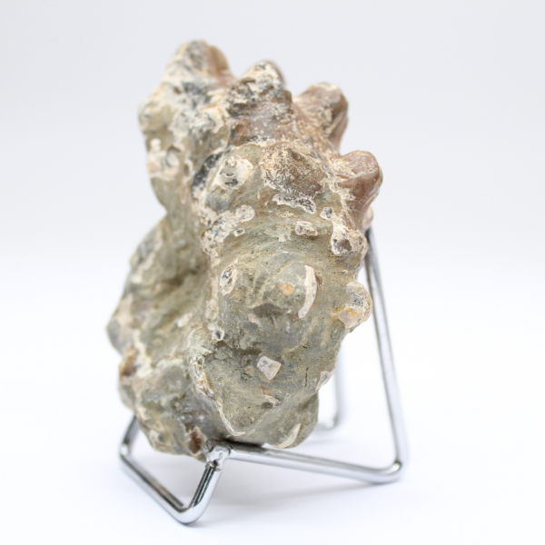 Ammonite Douvilleiceras inaequinodum
