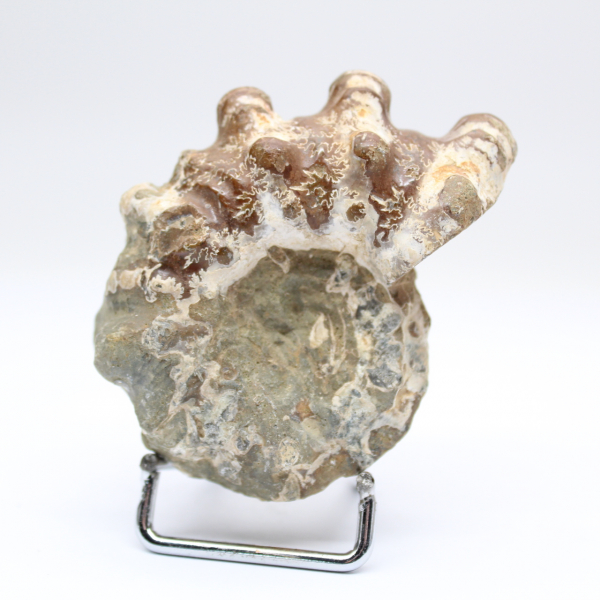 Ammonite Douvilleiceras inaequinodum