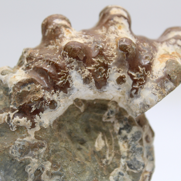 Ammonite Douvilleiceras inaequinodum
