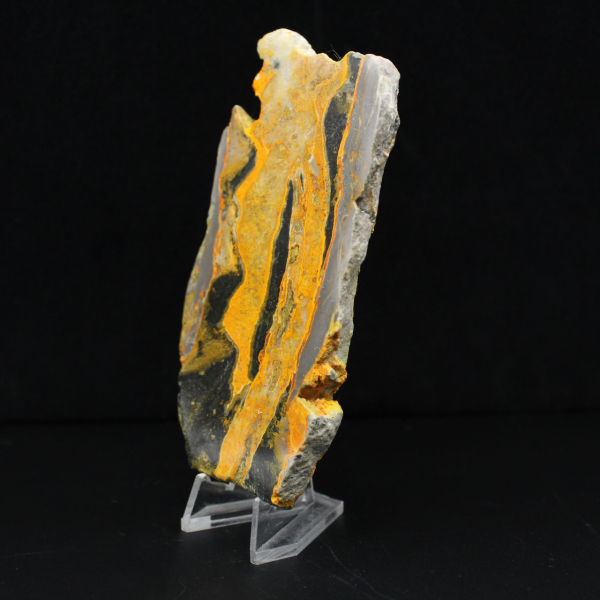 Bumblebee Jasper