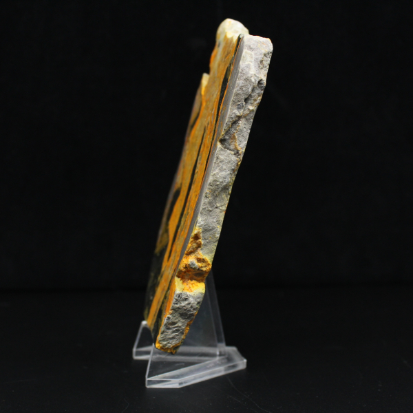 Bumblebee Jasper