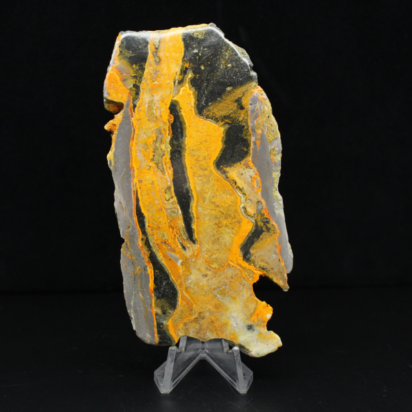 Bumblebee Jasper