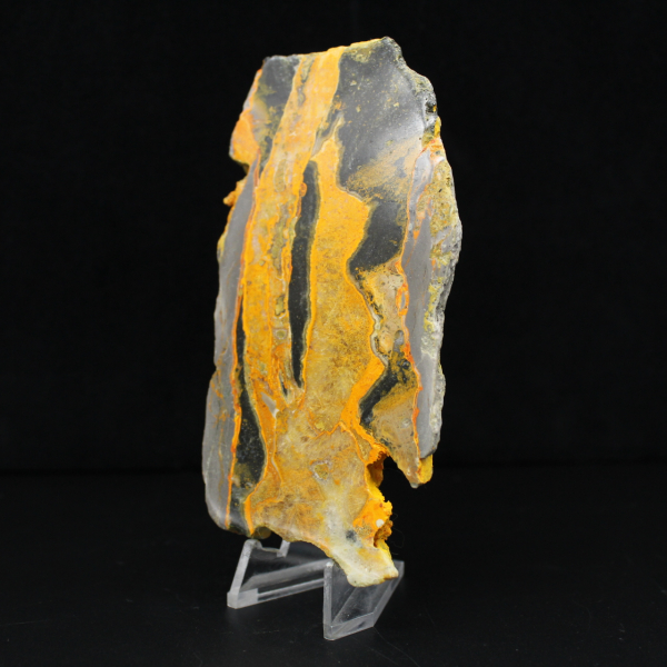 Bumblebee Jasper