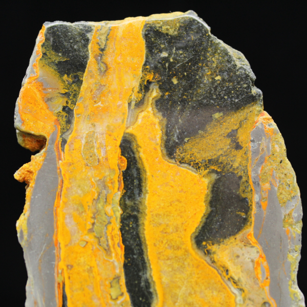 Bumblebee Jasper