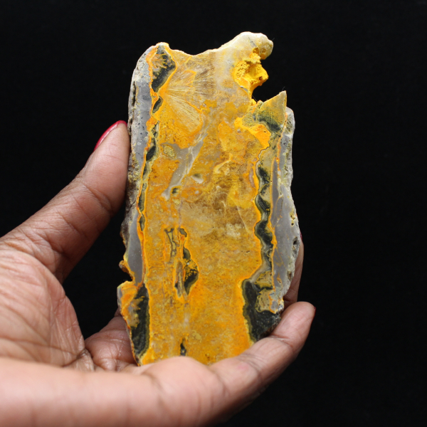 Bumblebee Jasper