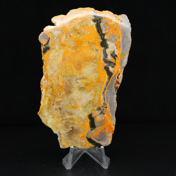 Bumblebee Jasper