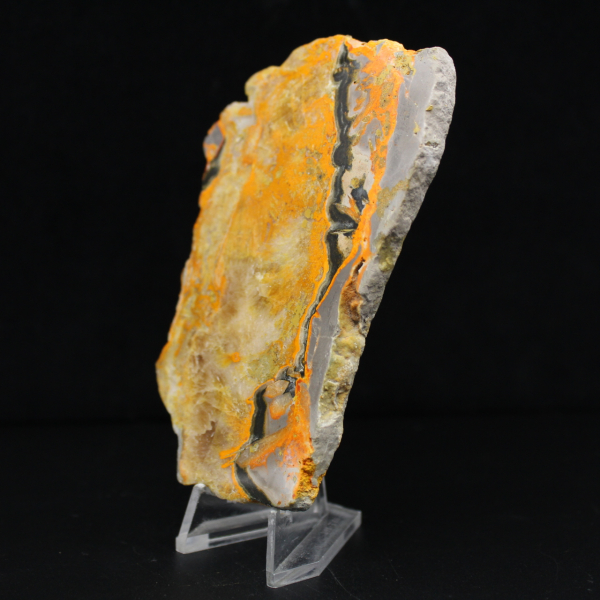 Bumblebee Jasper