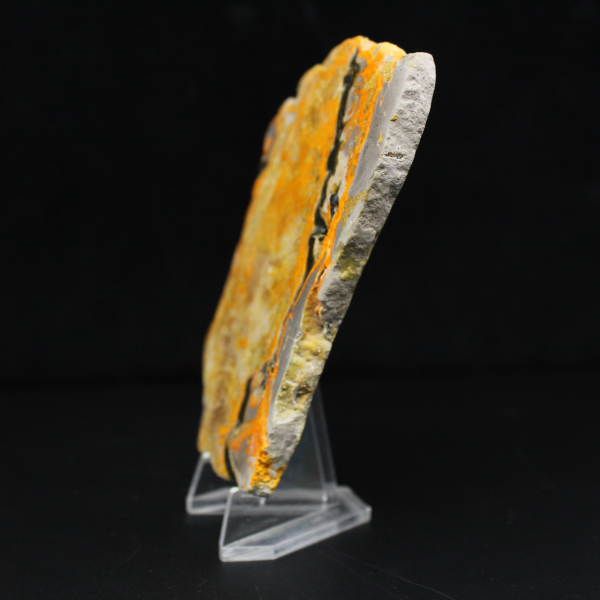 Bumblebee Jasper