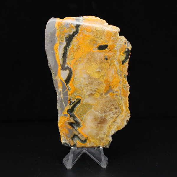 Bumblebee Jasper