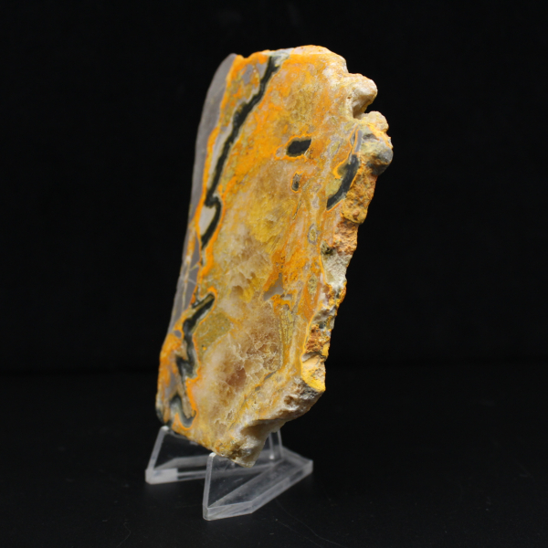 Bumblebee Jasper