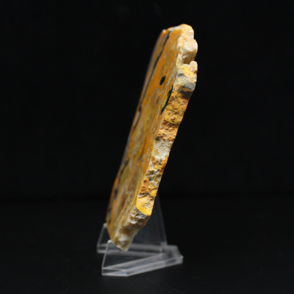 Bumblebee Jasper