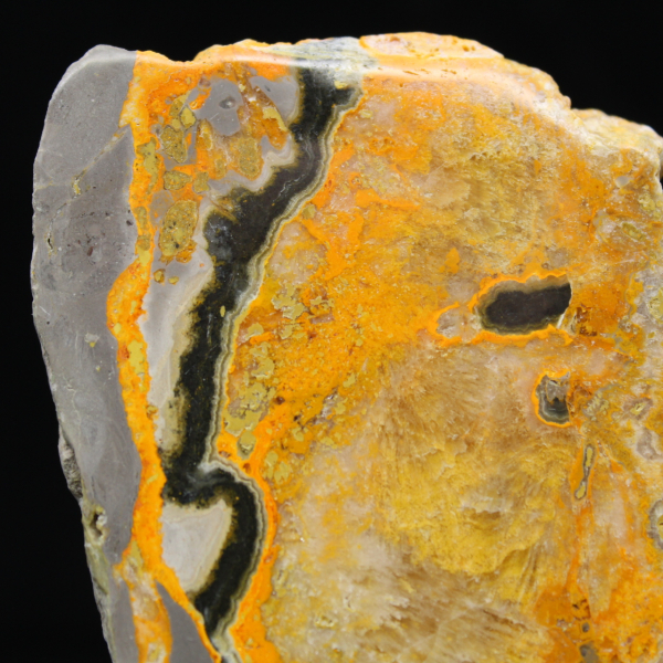 Bumblebee Jasper