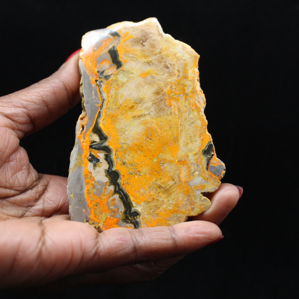 Bumblebee Jasper