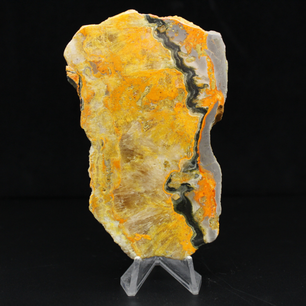 Bumblebee Jasper