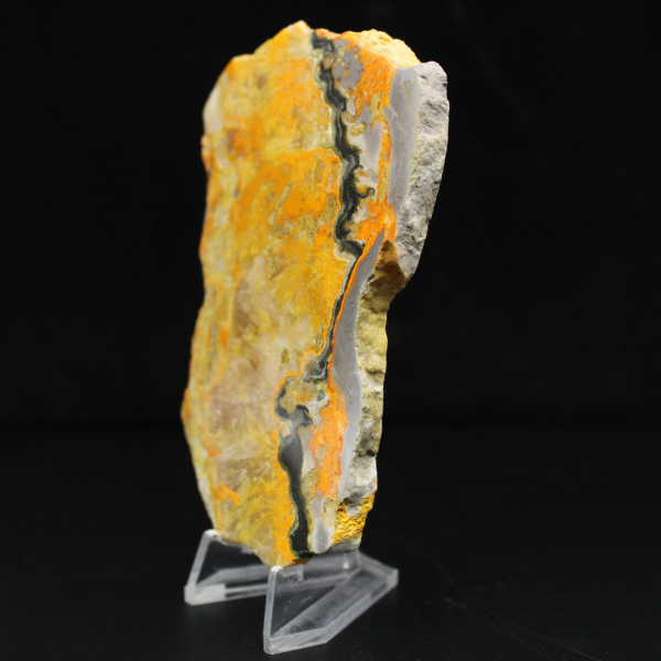 Bumblebee Jasper