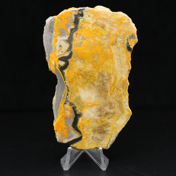 Bumblebee Jasper