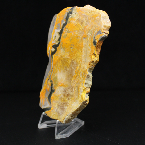 Bumblebee Jasper
