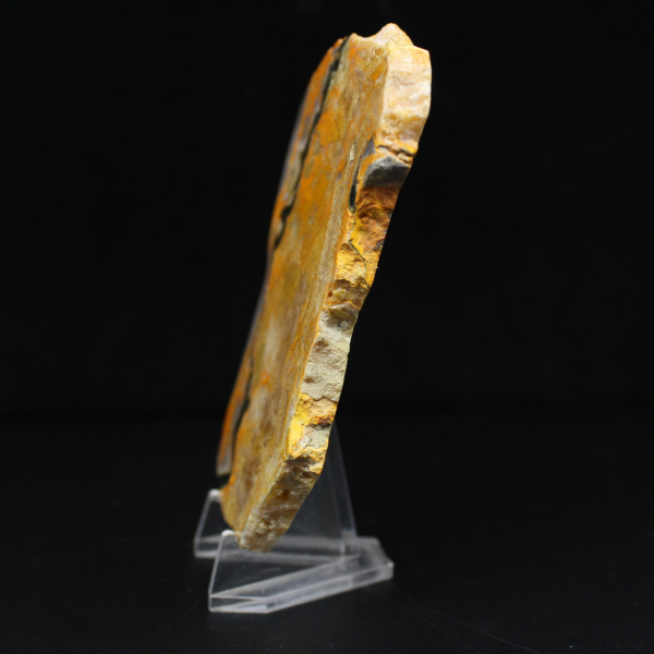 Bumblebee Jasper