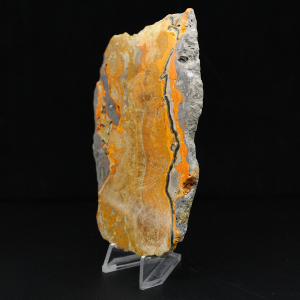 Bumblebee Jasper