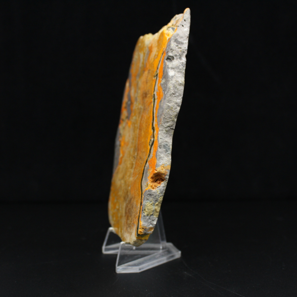 Bumblebee Jasper