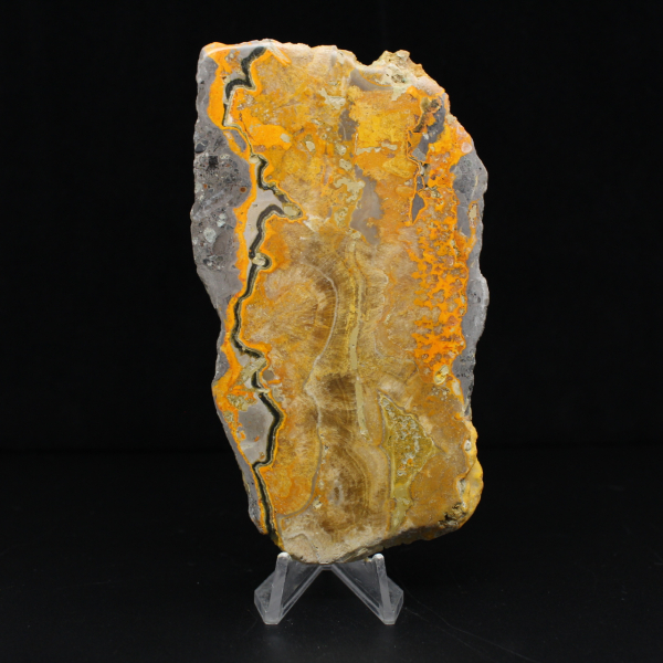 Bumblebee Jasper