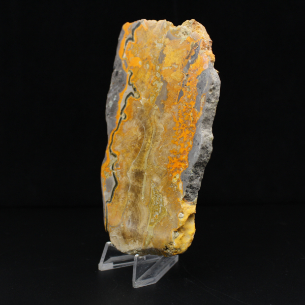 Bumblebee Jasper