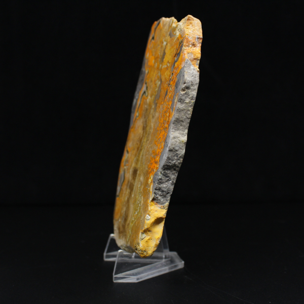 Bumblebee Jasper