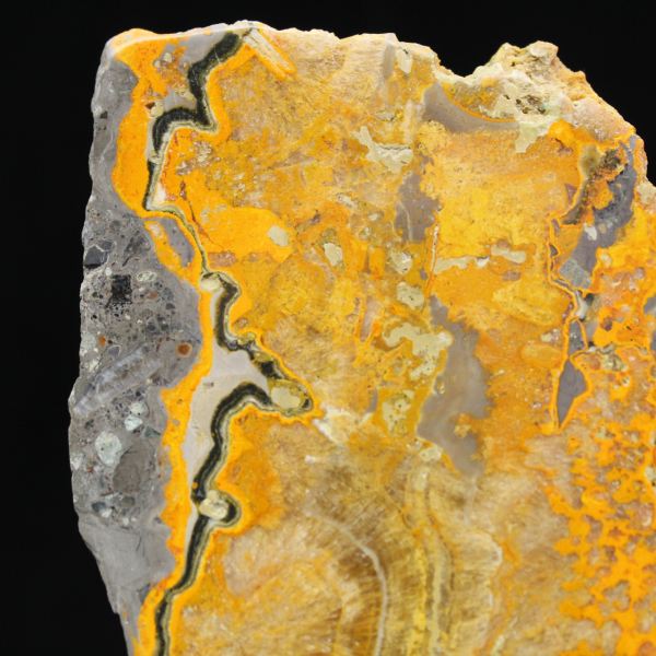 Bumblebee Jasper
