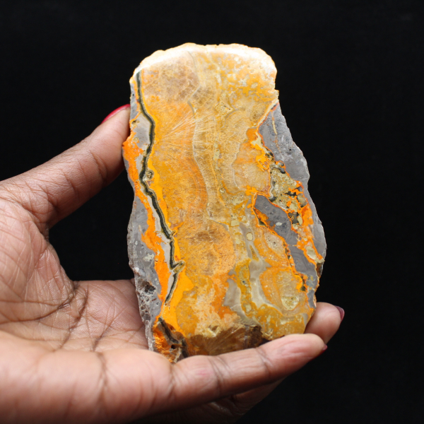 Bumblebee Jasper