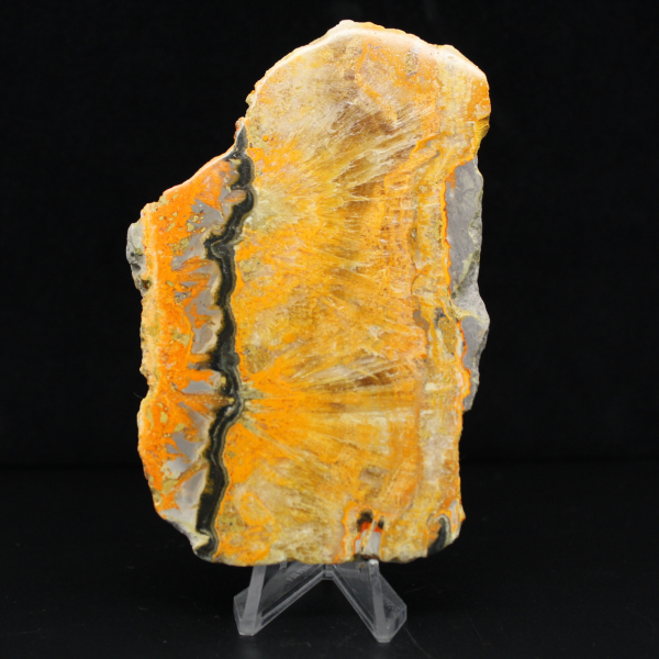 Bumblebee Jasper