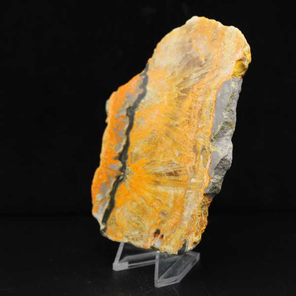 Bumblebee Jasper