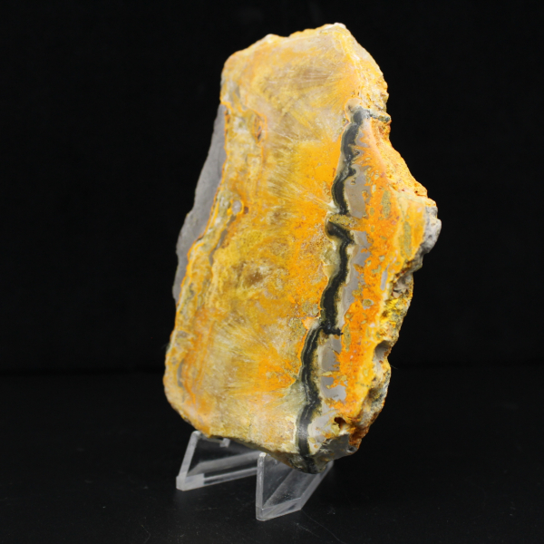 Bumblebee Jasper