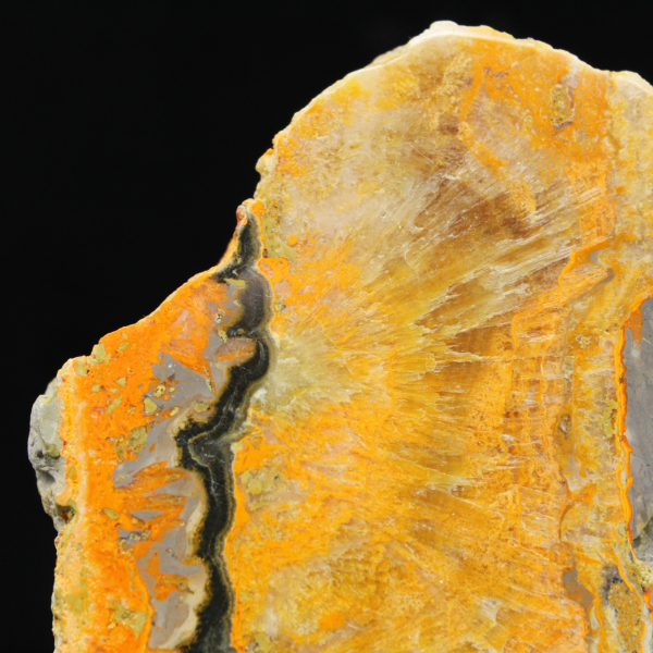Bumblebee Jasper