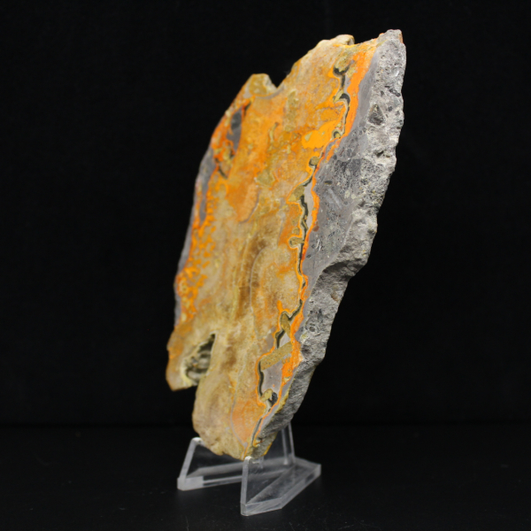 Bumblebee Jasper
