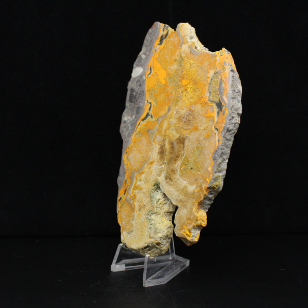 Bumblebee Jasper