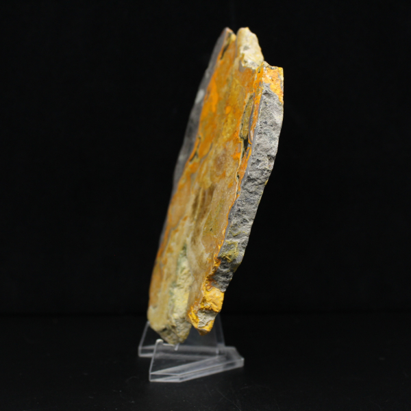 Bumblebee Jasper