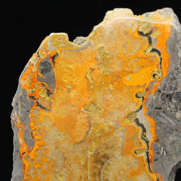 Bumblebee Jasper