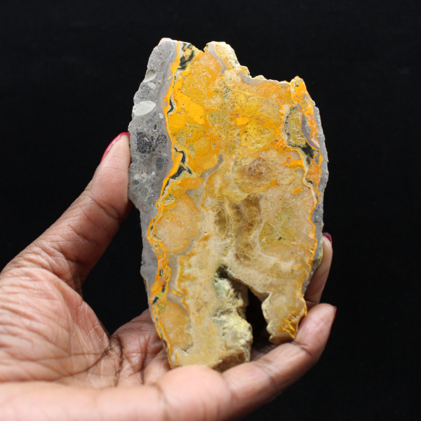 Bumblebee Jasper