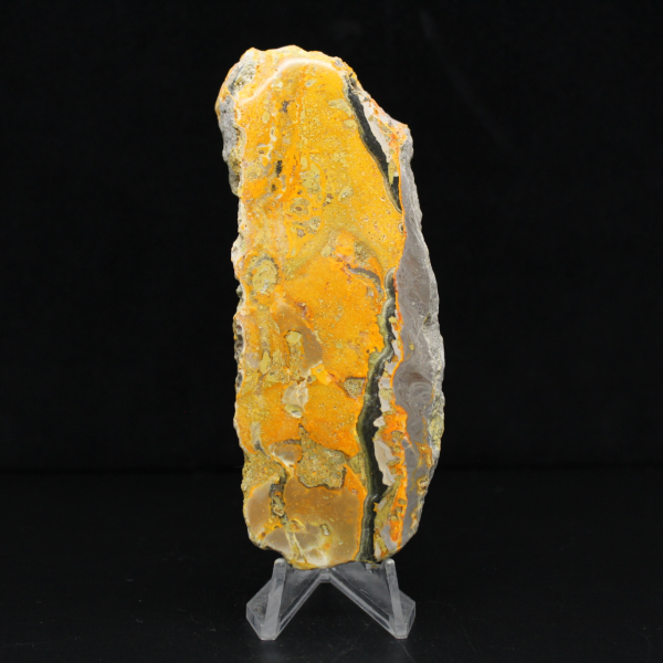 Bumblebee Jasper