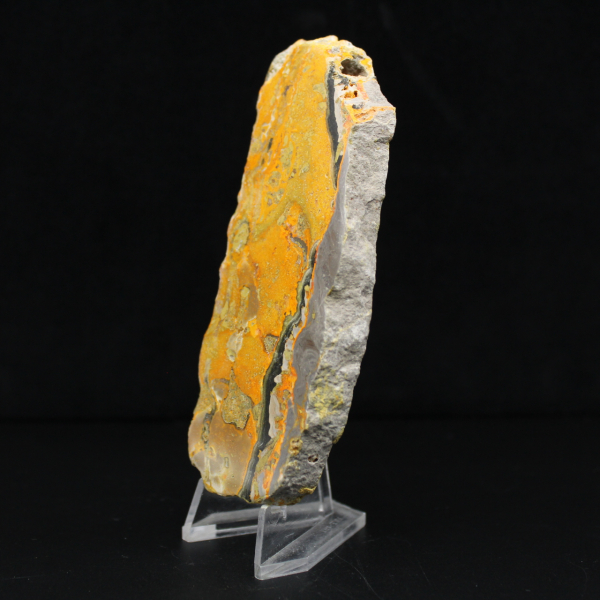 Bumblebee Jasper
