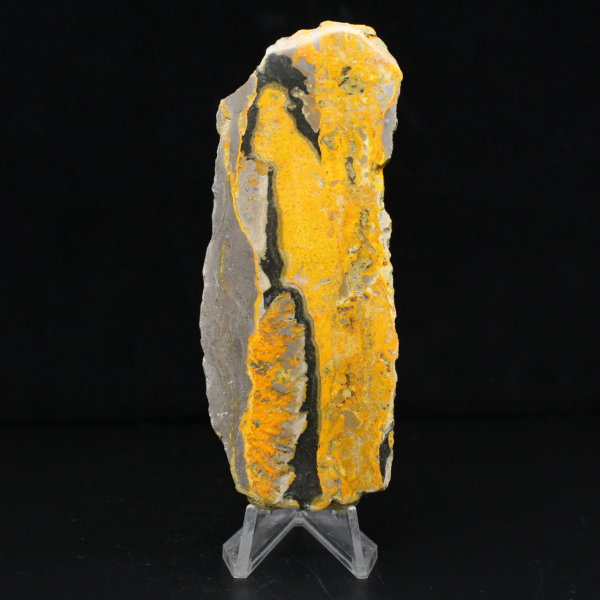 Bumblebee Jasper