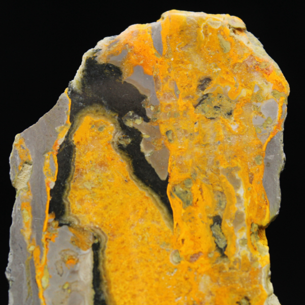 Bumblebee Jasper