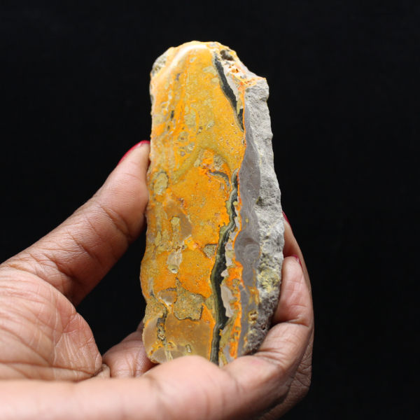 Bumblebee Jasper