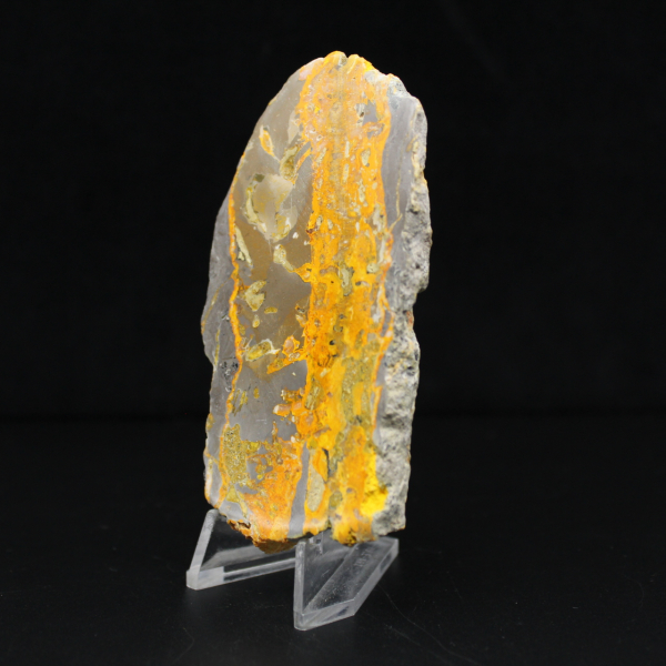 Bumblebee Jasper
