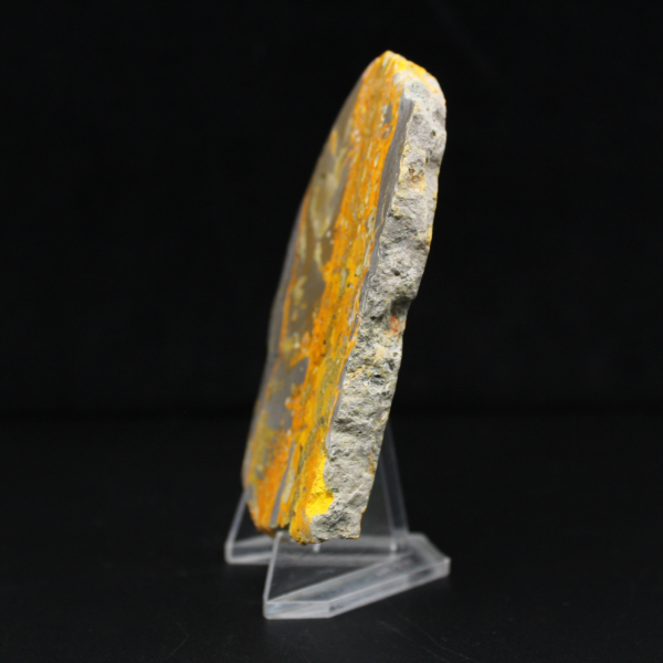 Bumblebee Jasper