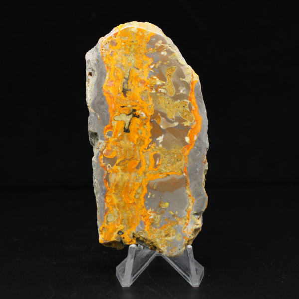 Bumblebee Jasper